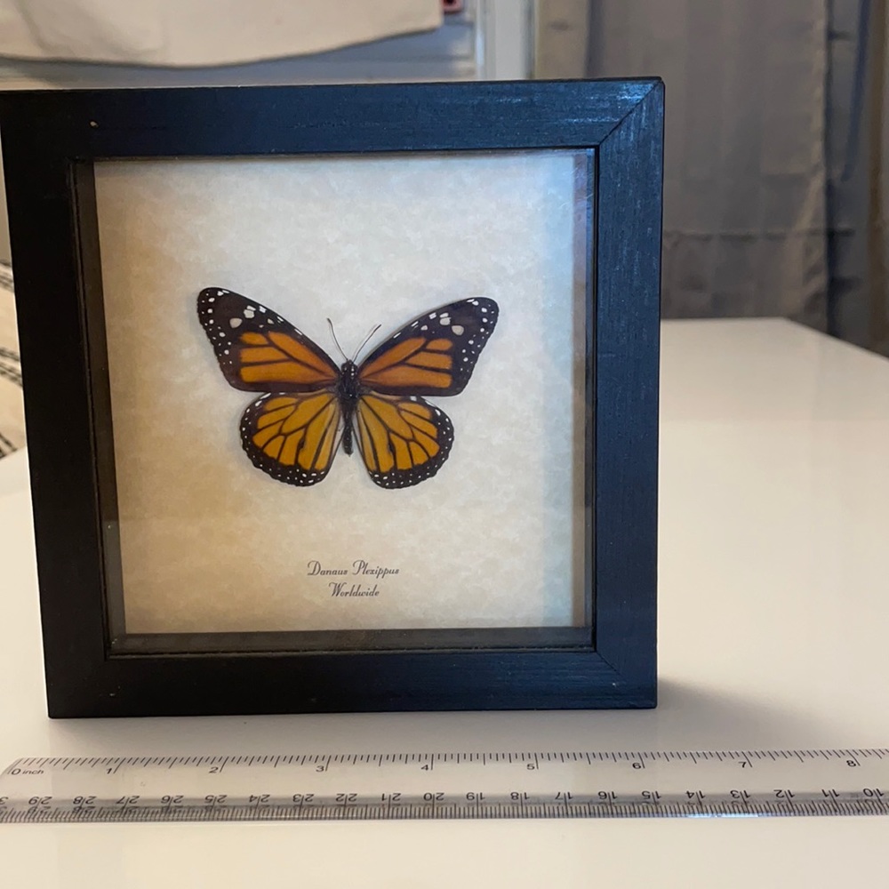 Monarch Butterfly Picture (real butterfly!)